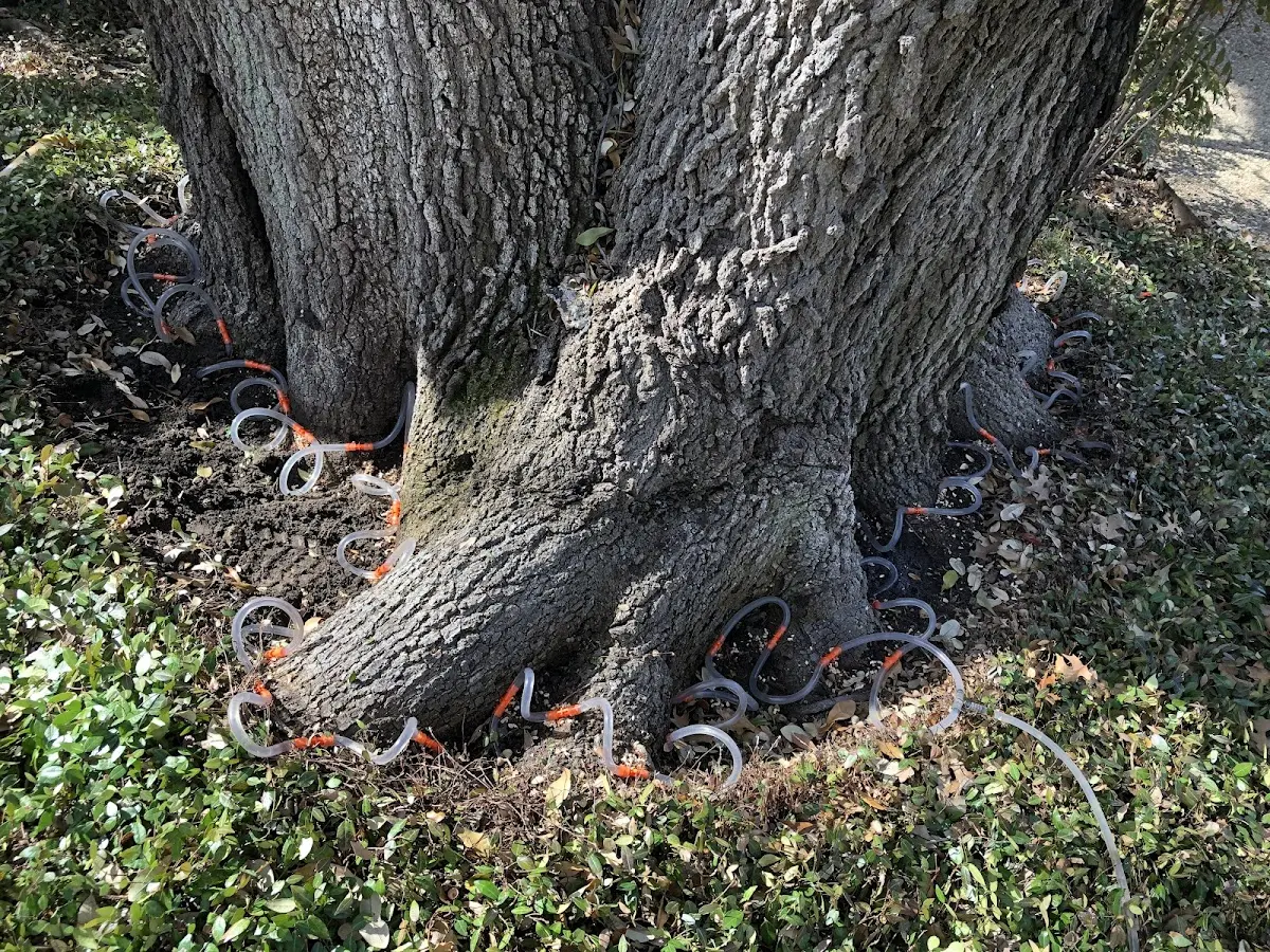 Detailed Tree Cabling and Bracing job site in Booneville
