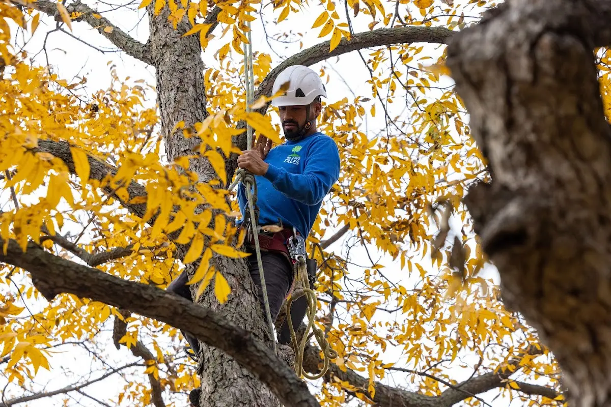 Skilled Tree Trimming crew working in Booneville