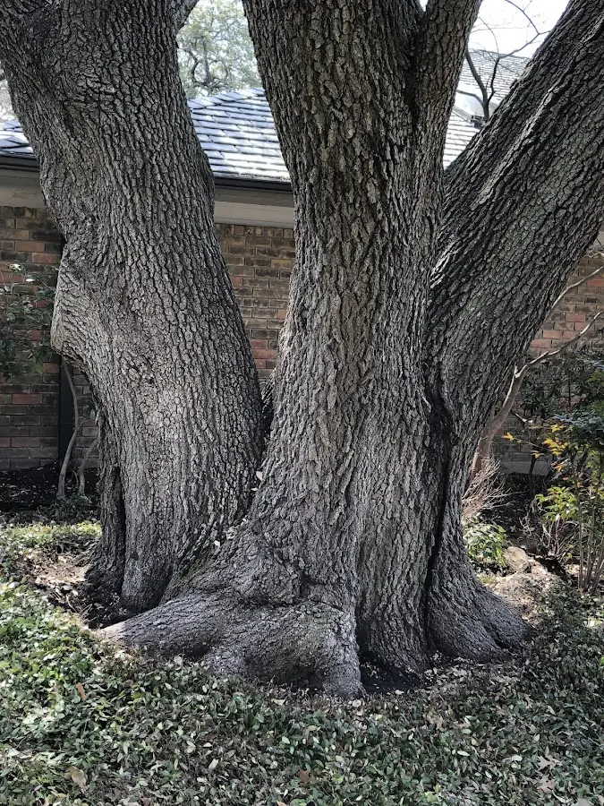 Mature heritage tree close to a Booneville property cared for by certified arborists